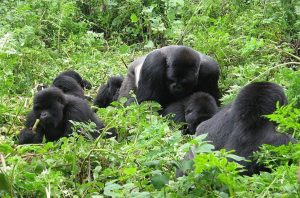 Bwindi Impenetrable National Park