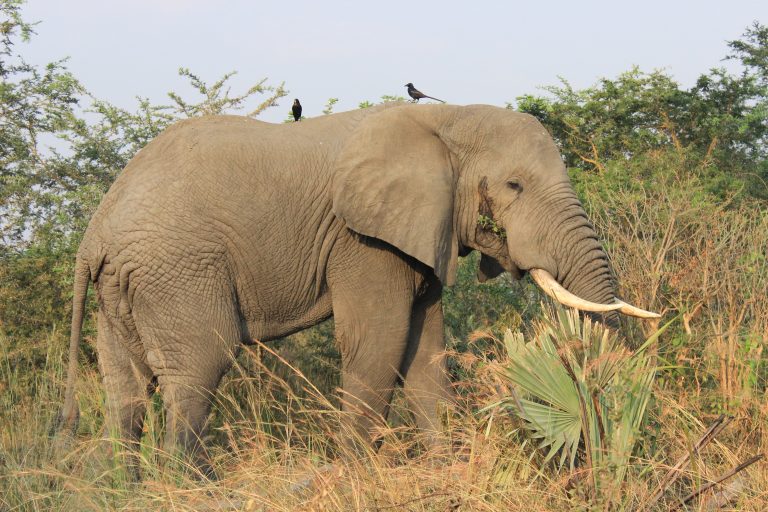 6 Uganda Wildlife Adventure Safari