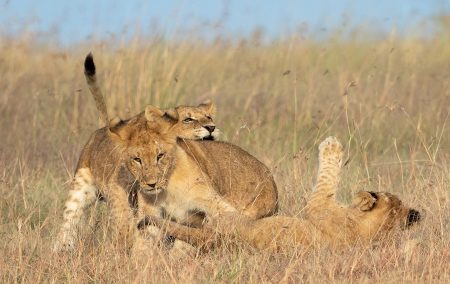 Kenya safaris