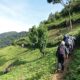 Bwindi Impenetrable National Park