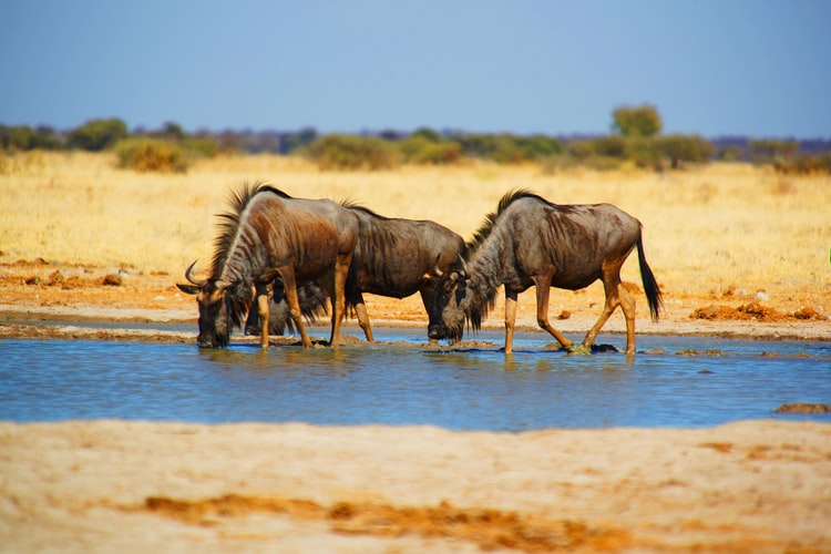 Fly in Safaris