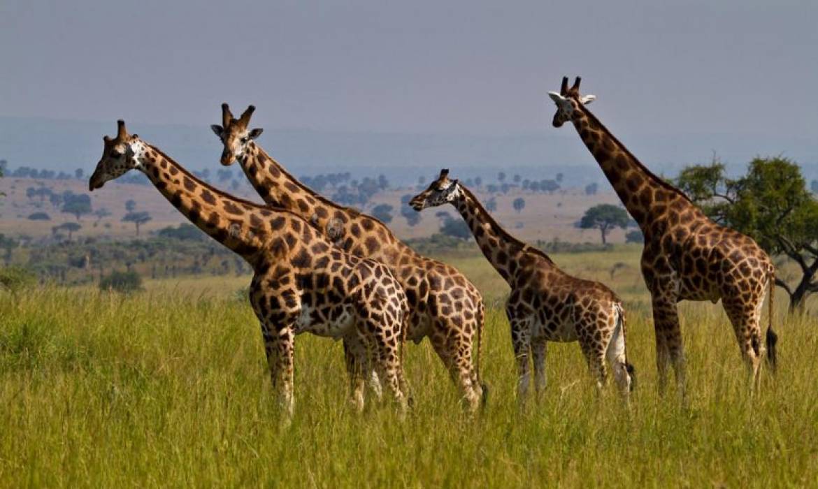 Rwanda Safaris - African Safari Holidays