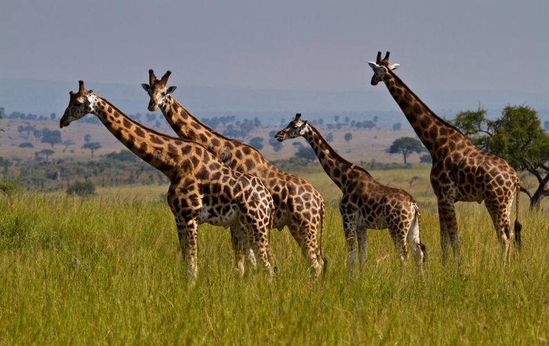 Wildlife safaris