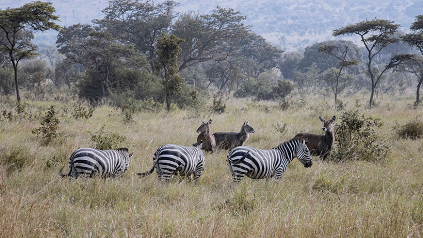 2 Days Akagera National Park Safari - African Safari Holidays