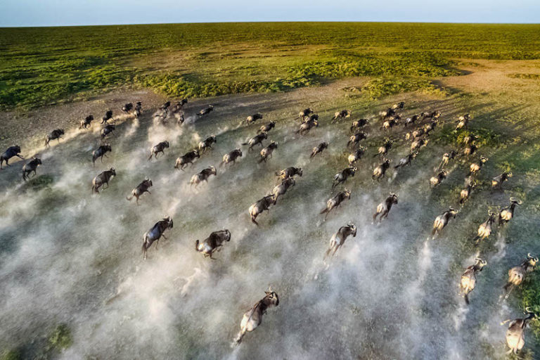 wildebeest migration