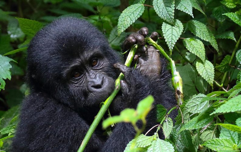 Bwindi Impenetrable National Park