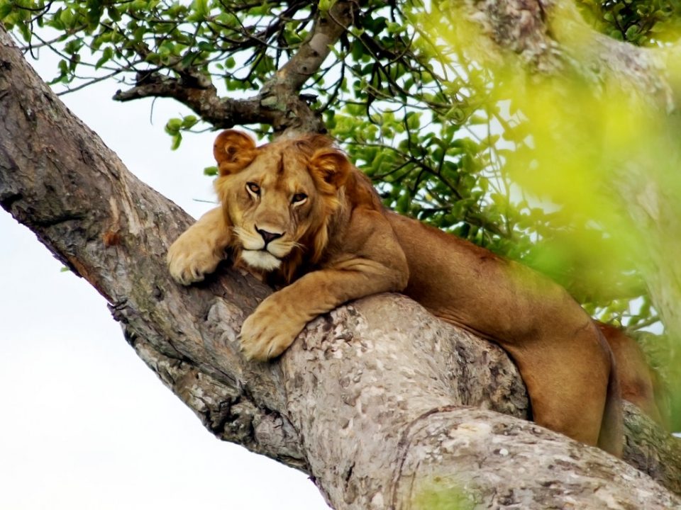 Blog - African Safari Holidays